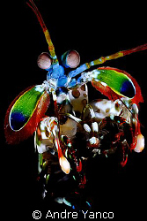 A little bit of playful creation. Mantis shrimp captured ... by Andre Yanco 
